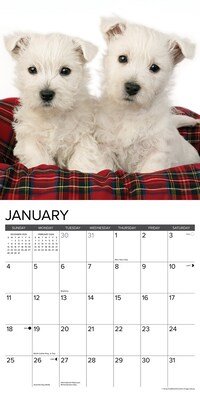 2026 Willow Creek Westie Puppies 12" x 12" Monthly Wall Calendar (53126)