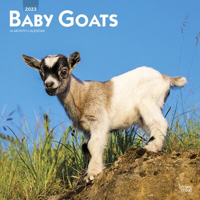 2023 BrownTrout Baby Goats 12 x 12 Monthly Wall Calendar, (9781975448998)