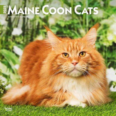 2025 BrownTrout Maine Coon Cats 12 x 24 Monthly Square Wall Calendar, (9781975477387)