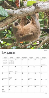 2025 BrownTrout Sloths 12" x 12" Monthly Square Wall Calendar (9781975475703)