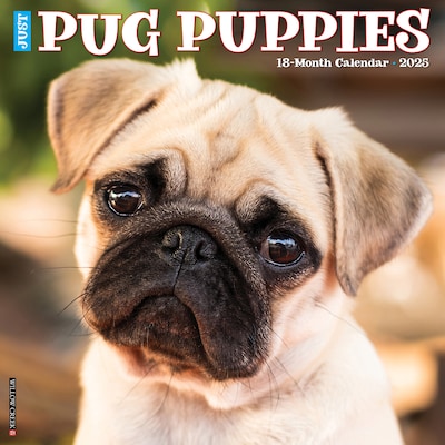 2025 Willow Creek Just Pug Puppies 12 x 12 Monthly Wall Calendar (44568)