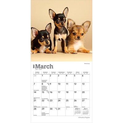 2027 BrownTrout Chihuahua Puppies 7" x 7" Monthly Wall Calendar, Assorted Colors (9798330709960)