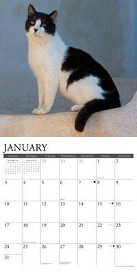 2027 Willow Creek Tuxedo Cats 12" x 12" Monthly Wall Calendar, Assorted Colors (62715)