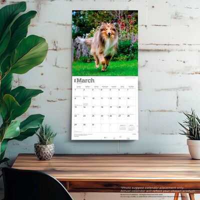 2026 BrownTrout Collies 12" x 12" Monthly Wall Calendar (9798330702985)