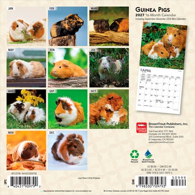 2027 BrownTrout Guinea Pigs 7 x 7 Monthly Wall Calendar, Assorted Colors (9798330709793)