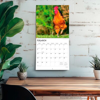 2026 BrownTrout Roosters 12" x 12" Monthly Wall Calendar (9798330705375)