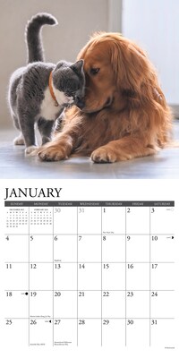 2026 Willow Creek Cats & Dogs 12" x 12" Monthly Wall Calendar (50620X)