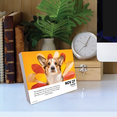 2025 Willow Creek What Dogs Teach Us 6" x 5.5" Day-to-Day Calendar (41116)