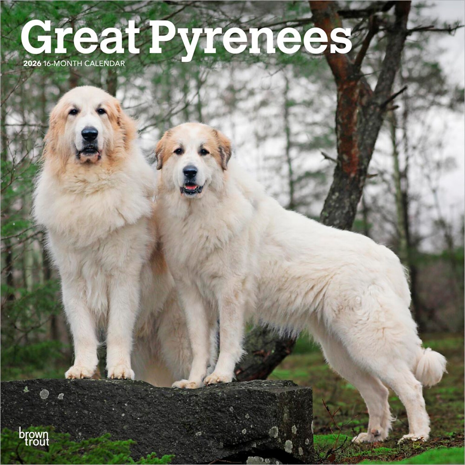 2026 BrownTrout Great Pyrenees 12 x 12 Monthly Wall Calendar (9798330703531)