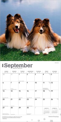 2026 BrownTrout Shetland Sheepdogs 12" x 12" Monthly Wall Calendar (9798330705511)