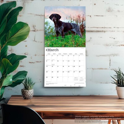 2026 BrownTrout German Shorthaired Pointers 12" x 12" Monthly Wall Calendar (9798330703401)