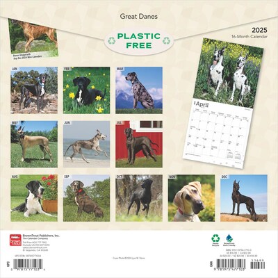 2025 BrownTrout Great Danes 12 x 12 Monthly Square Wall Calendar (9781975477103)