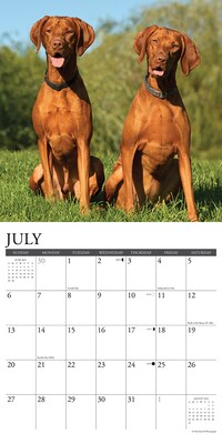 2025 Willow Creek Just Vizslas 12" x 12" Monthly Wall Calendar (45268)