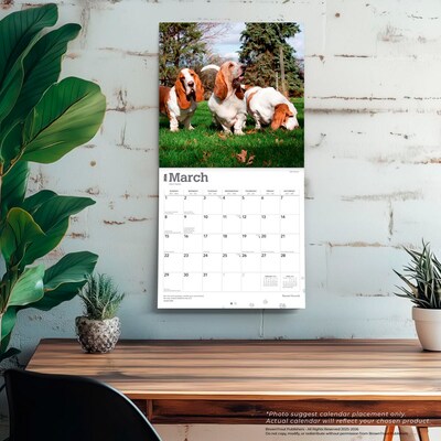 2026 BrownTrout Basset Hounds 12" x 12" Monthly Wall Calendar (9798330702329)