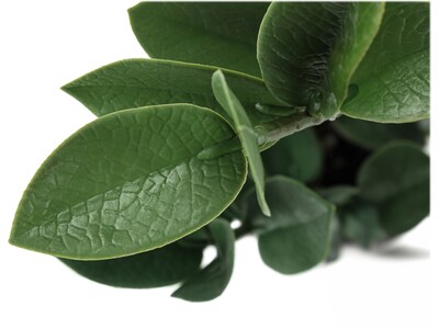 Monarch Specialties Inc. ZZ Plant in Pot (I 9500)