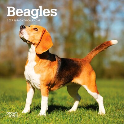 2027 BrownTrout Beagles 7 x 7 Monthly Wall Calendar, Assorted Colors (9798330709885)