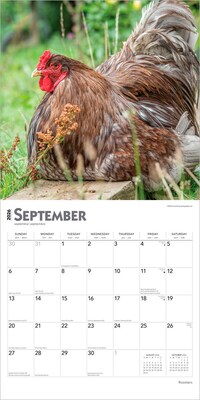 2026 BrownTrout Roosters 12" x 12" Monthly Wall Calendar (9798330705375)
