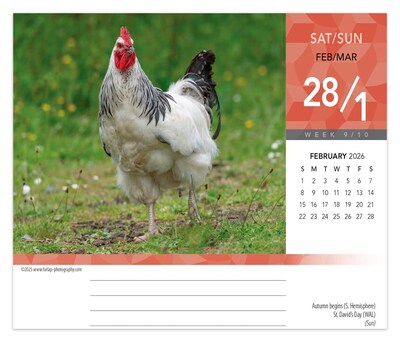 2026 BrownTrout Chickens 6.06" x 5.13" Day-to-Day Calendar (9798330702855)