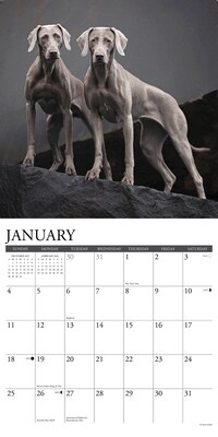 2026 Willow Creek Weimaraners 12" x 12" Monthly Wall Calendar (53119)