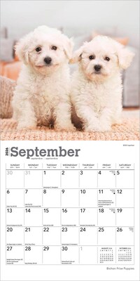 2026 BrownTrout Bichon Frise Puppies 7" x 7" Monthly Wall Calendar (9798330702428)