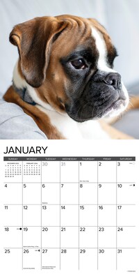 2026 Willow Creek Boxer Puppies 12" x 12" Monthly Wall Calendar (50361)