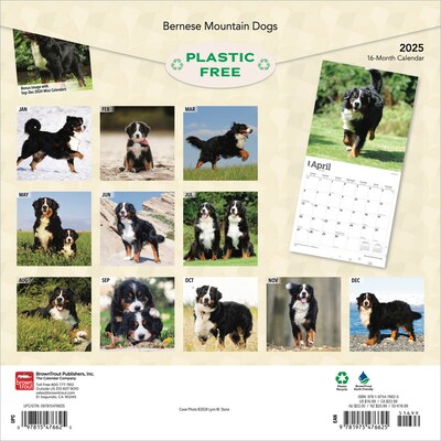 2025 BrownTrout Bernese Mountain Dogs 12 x 12 Monthly Wall Calendar (9781975476625)
