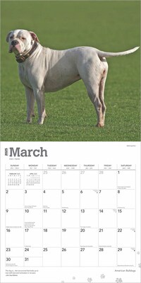 2025 BrownTrout American Bulldogs 12" x 12" Monthly Square Wall Calendar (9781975478223)
