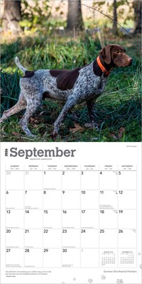 2026 BrownTrout German Shorthaired Pointers 12" x 12" Monthly Wall Calendar (9798330703401)
