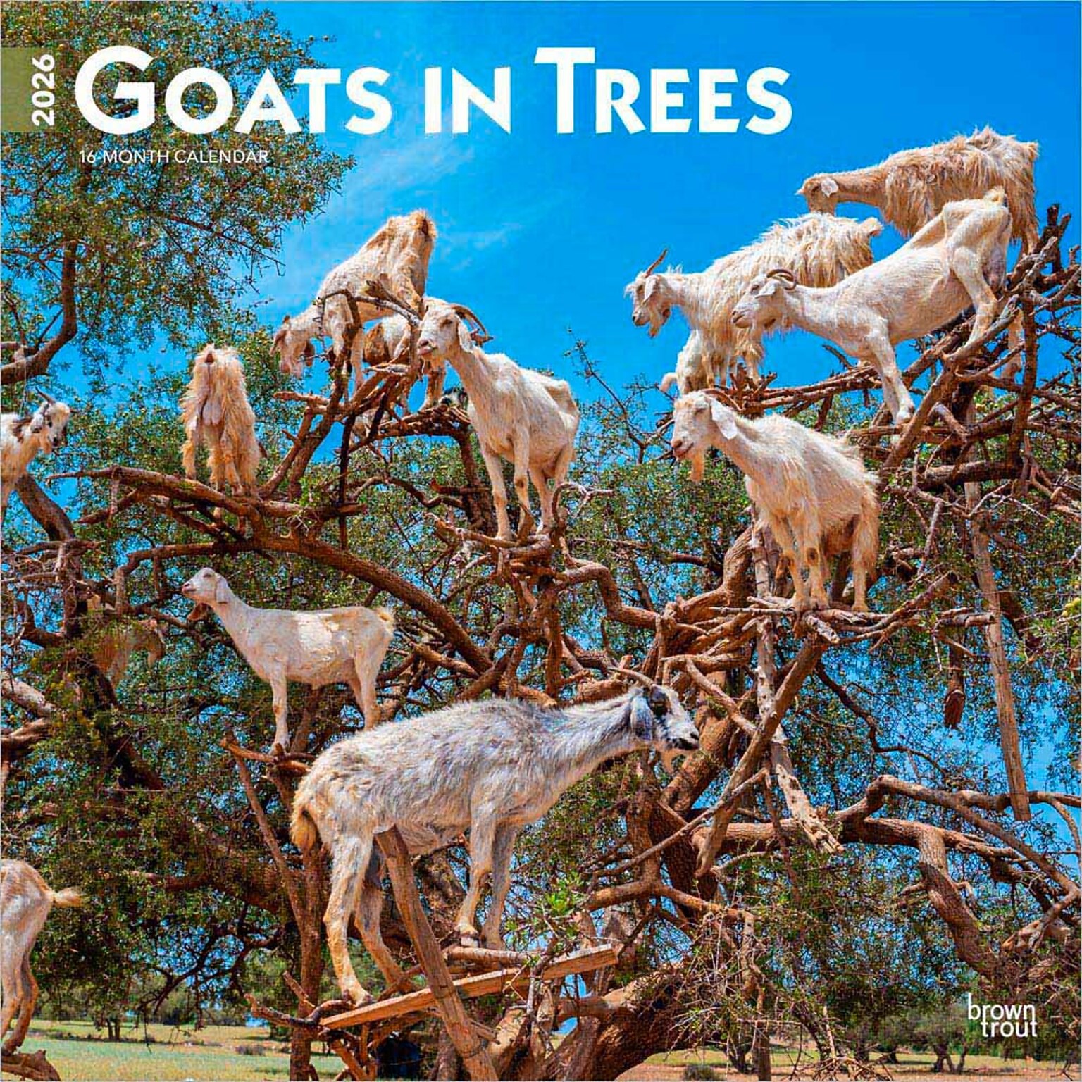 2026 BrownTrout Goats in Trees 12 x 12 Monthly Wall Calendar (9798330703449)