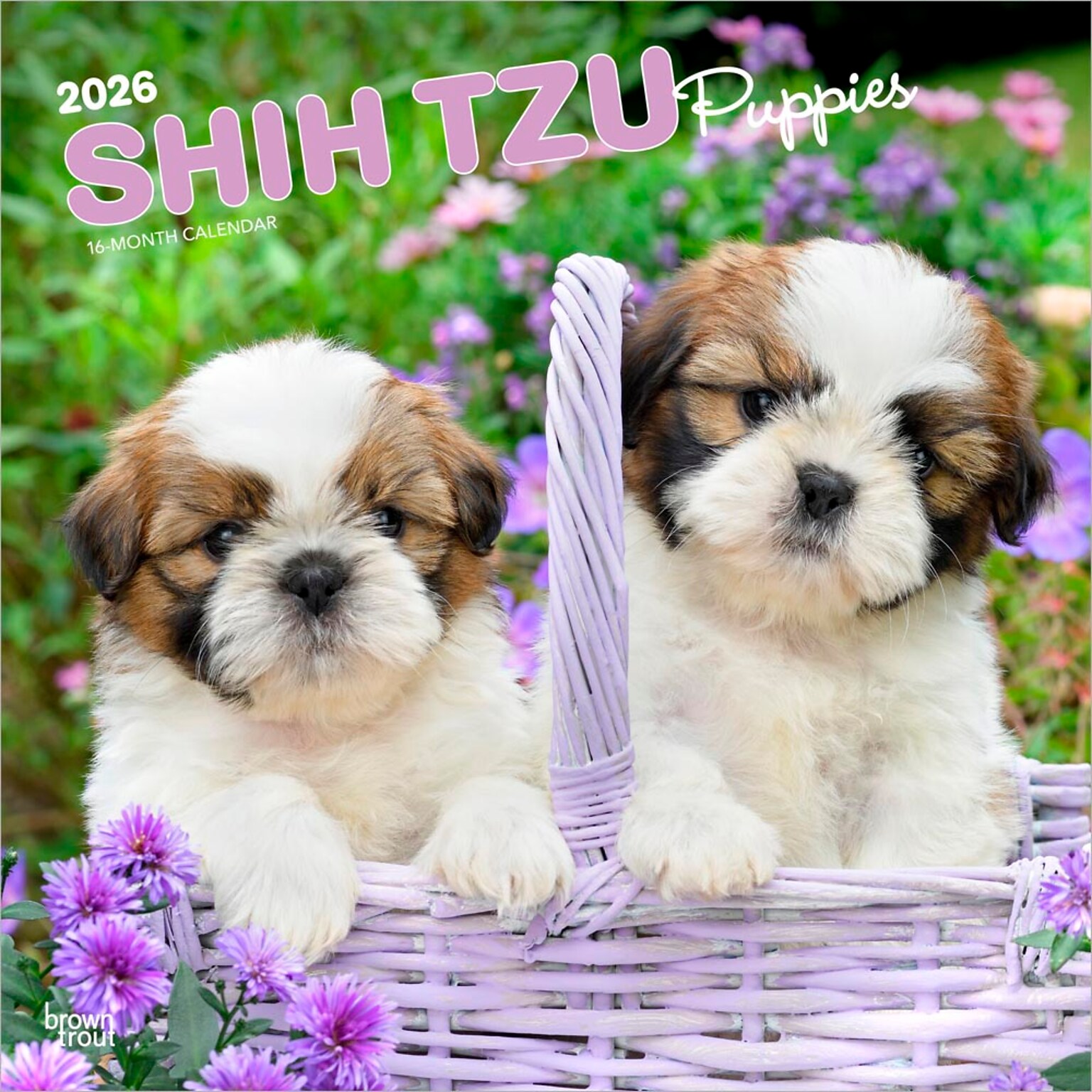 2026 BrownTrout Shih Tzu Puppies 12 x 12 Monthly Wall Calendar (9798330705559)