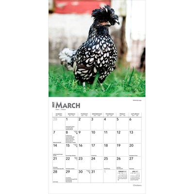 2027 BrownTrout Chickens 7" x 7" Monthly Wall Calendar, Assorted Colors (9798330709786)