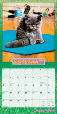 2026 Plato Avanti Cranky Kitties 12" x 12" Monthly Wall Calendar (9798330701421)