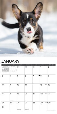 2027 Willow Creek Corgi Puppies 12" x 12" Monthly Wall Calendar, Assorted Colors (59838)
