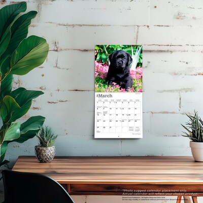 2026 BrownTrout Black Labrador Retriever Puppies 7" x 7" Monthly Wall Calendar (9798330704187)