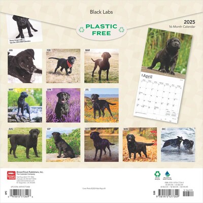 2025 BrownTrout Black Labrador Retrievers 12 x 24 Monthly Square Wall Calendar, (9781975477349)