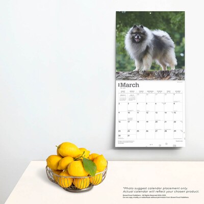 2025 BrownTrout Keeshonden 12" x 12" Monthly Wall Calendar (9781975477264)