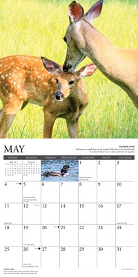 2025 Willow Creek Life in the Northwoods 12" x 12" Monthly Wall Calendar (43714)