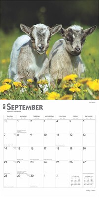 2025 BrownTrout Baby Goats 12" x 12" Monthly Wall Calendar (9781975476571)