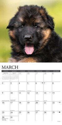 2025 Willow Creek Just German Shepherd Puppies 12" x 12" Monthly Wall Calendar (43011)