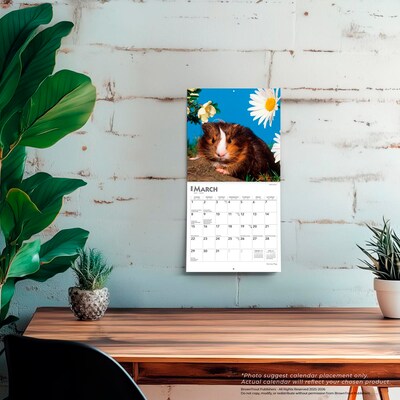 2026 BrownTrout Guinea Pigs 7" x 7" Monthly Wall Calendar (9798330703562)