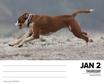 2025 Willow Creek Boxers 6" x 5.5" Day-to-Day Calendar (40690)