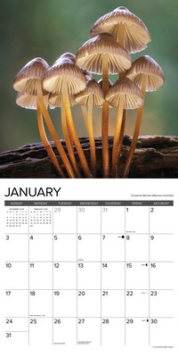 2027 Willow Creek Mushrooms 12" x 12" Monthly Wall Calendar, Assorted Colors (61374)