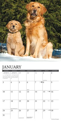 2027 Willow Creek Just Goldens 7" x 7" Monthly Wall Calendar, Assorted Colors (64047)
