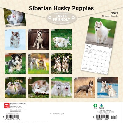 2027 BrownTrout Siberian Husky Puppies 12 x 12 Monthly Wall Calendar (9798330712700)