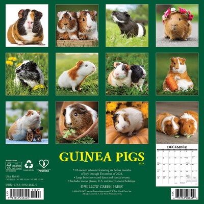 2025 Willow Creek 12" x 12" Monthly Wall Calendar, Guinea Pigs (46425)