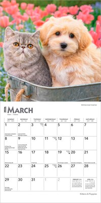 2026 BrownTrout Kittens & Puppies 7" x 7" Monthly Wall Calendar (9798330704095)