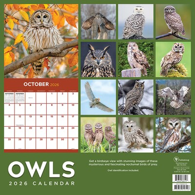 2026 TF Publishing Owls 12" x 12" Monthly Wall Calendar (26-1044)