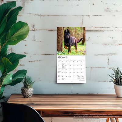 2027 BrownTrout German Shepherds 7" x 7" Monthly Wall Calendar, Assorted Colors (9798330710003)