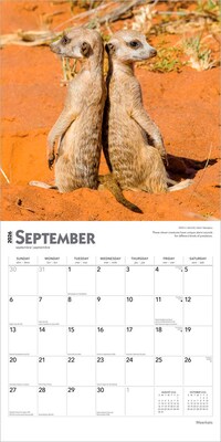 2026 BrownTrout Meerkats 12" x 12" Monthly Wall Calendar (9798330704545)