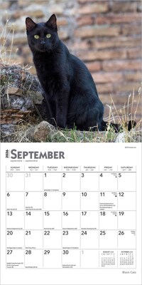 2026 BrownTrout Black Cats 7" x 7" Monthly Wall Calendar (9798330702473)